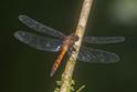 Elasmothemis cannacrioides (Ruddy Streamskimmer) male.jpg